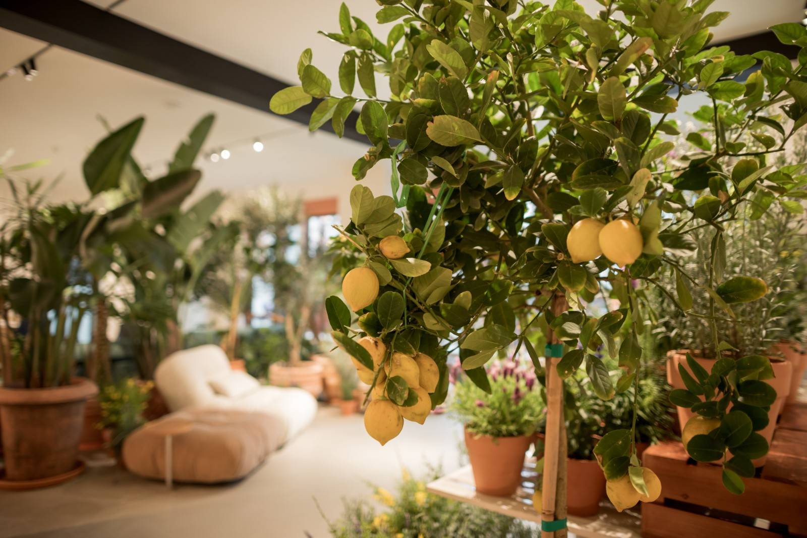 Baxter春日绿洲  (7).JPG